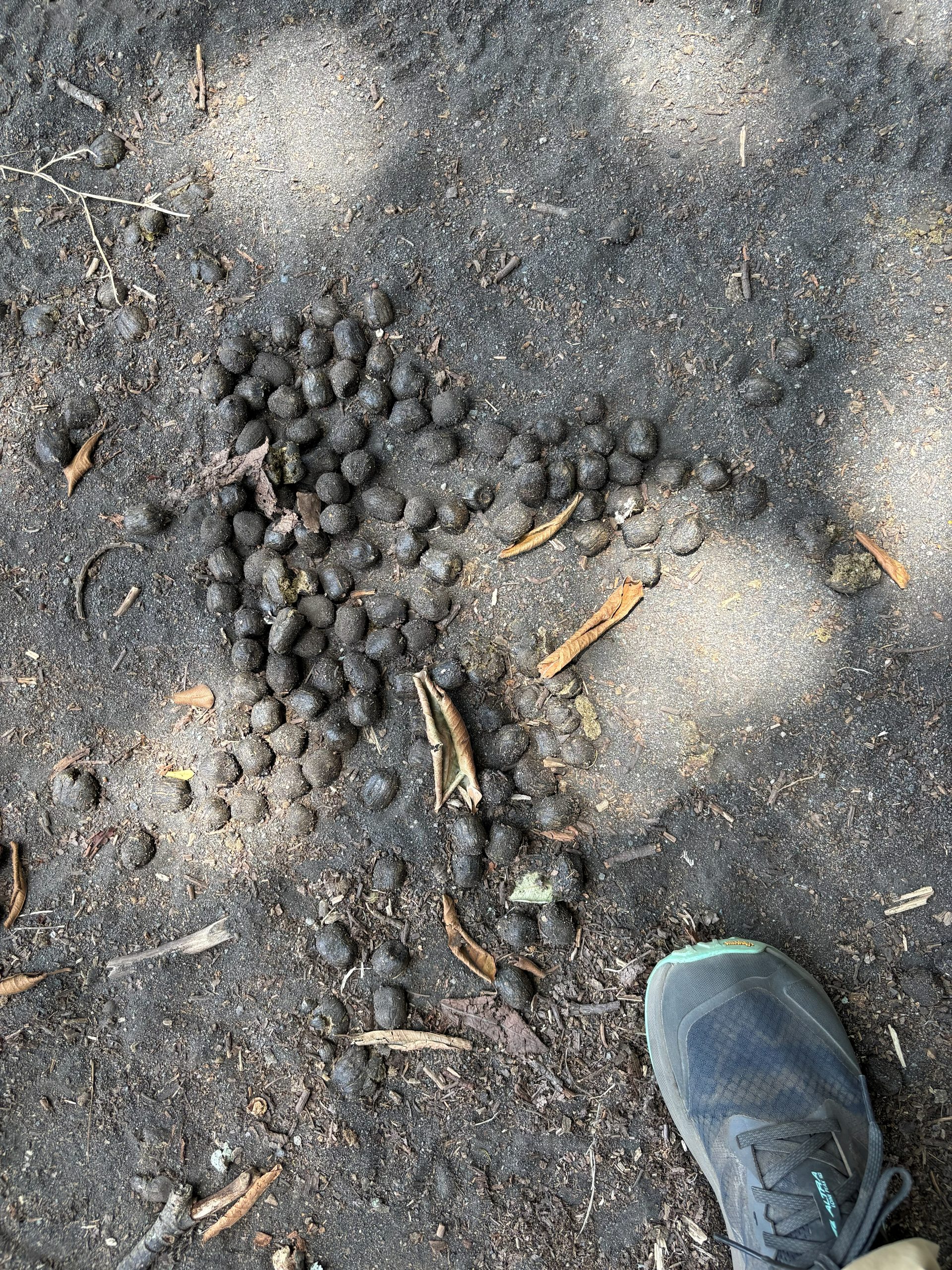 Giraffe droppings on the trail with shoe for scale